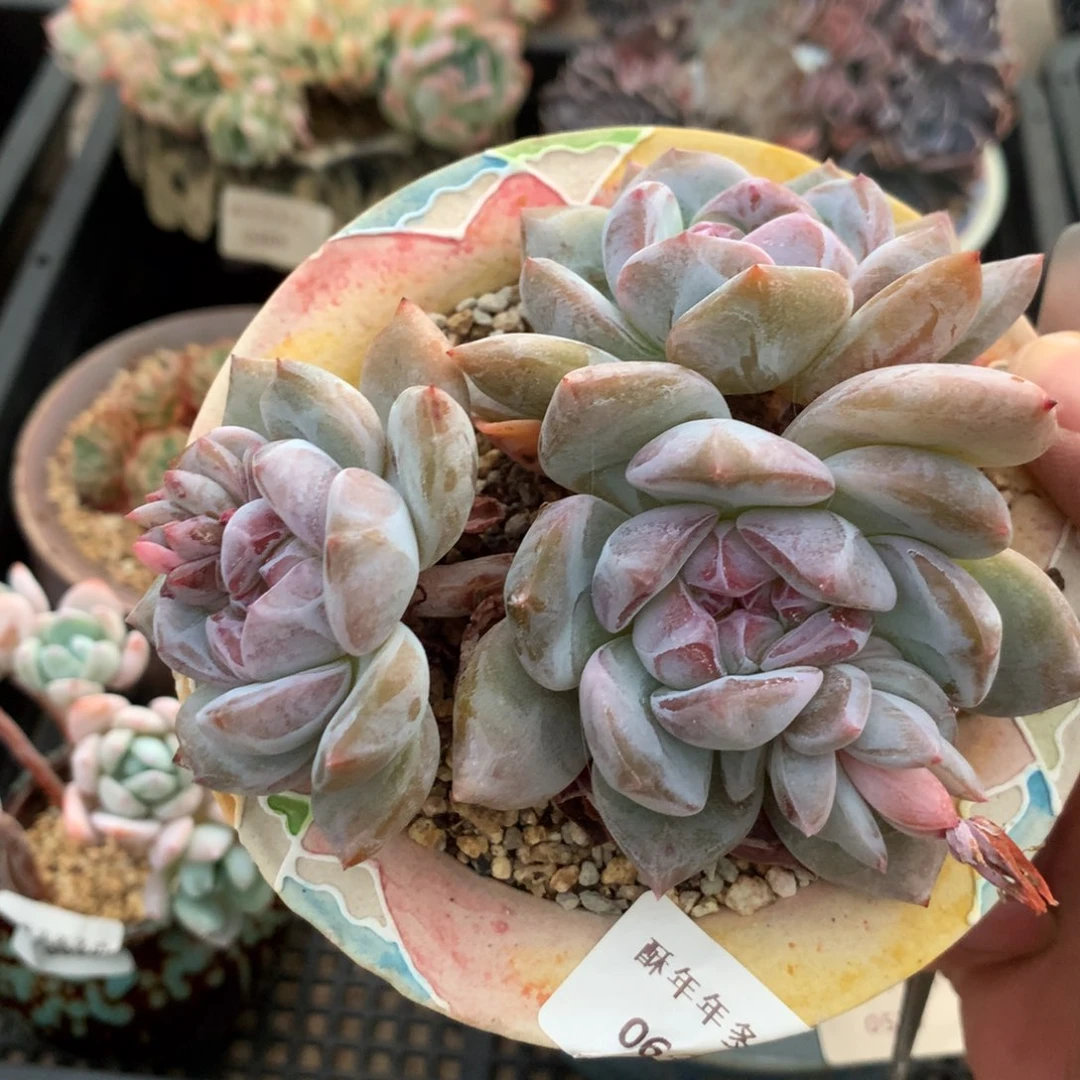 642石榴籽星影三头10厘米