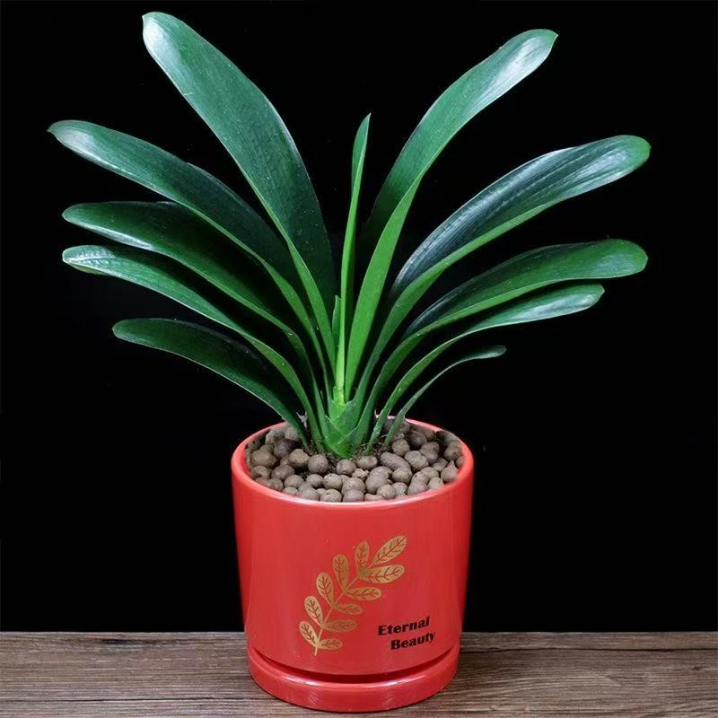 君子兰盆栽办公室好养植物四季常青