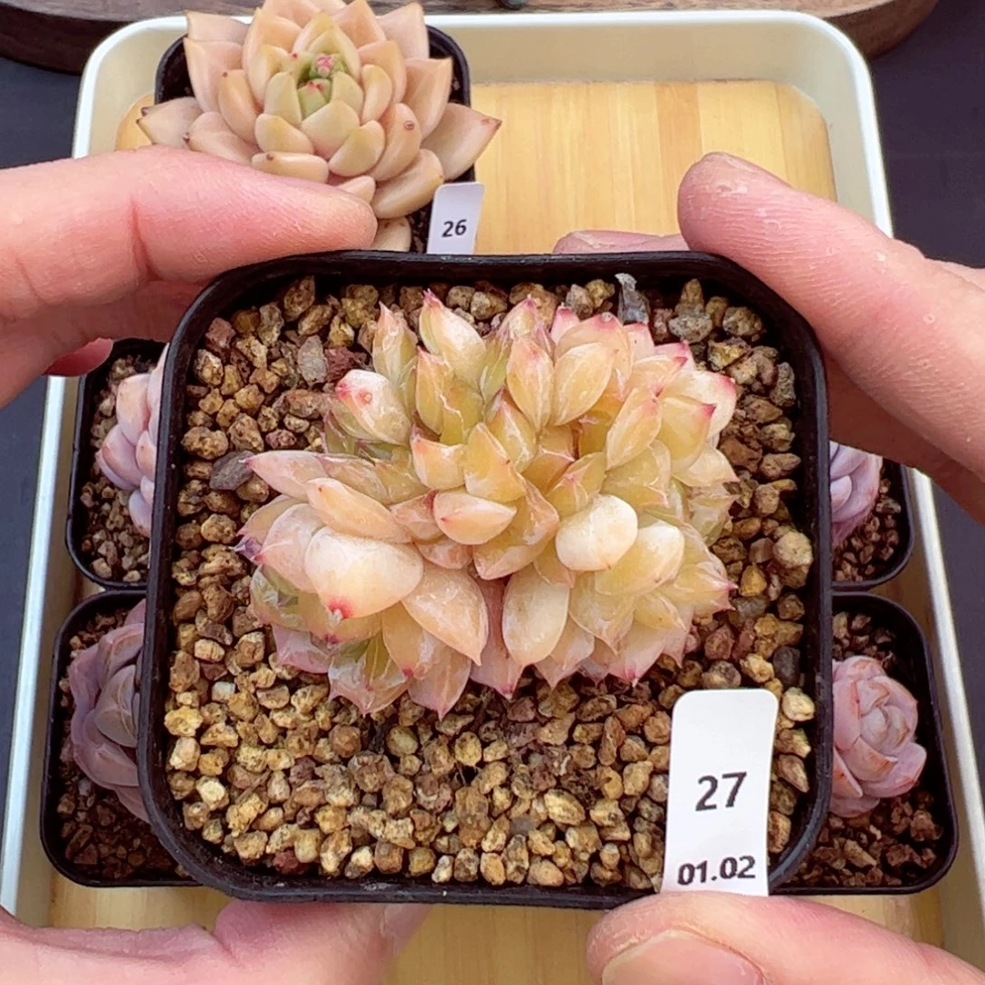 好好看27、哈哈哈哈