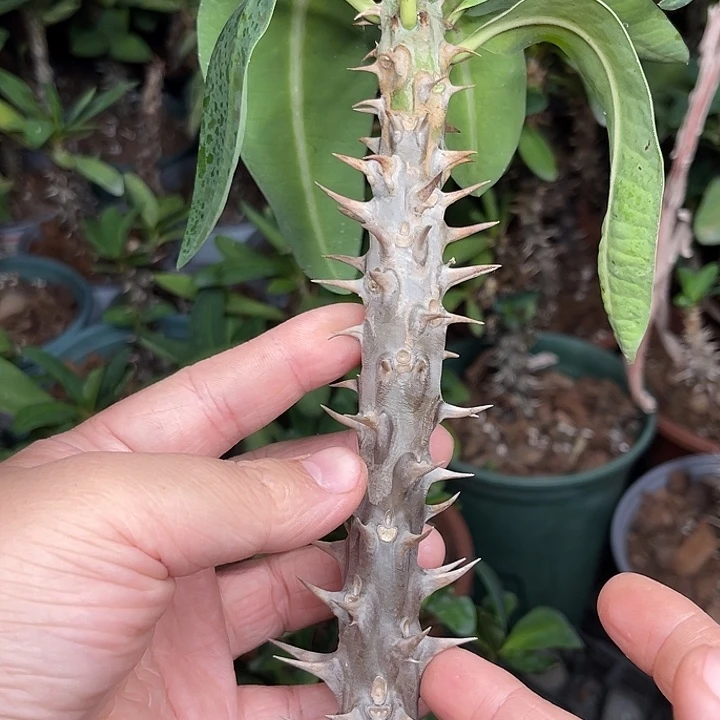 虎刺梅枝条-粗壮暹罗钻石