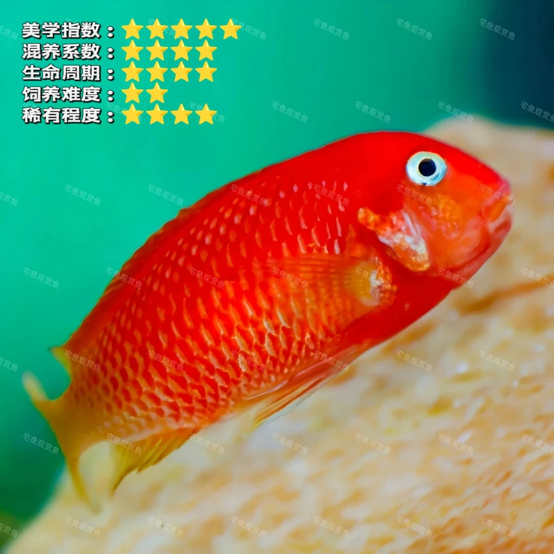 宅鱼红樱桃凤蝶 红衣主教 台系蝴蝶鱼三湖慈鲷鱼淡水热带鱼观赏鱼