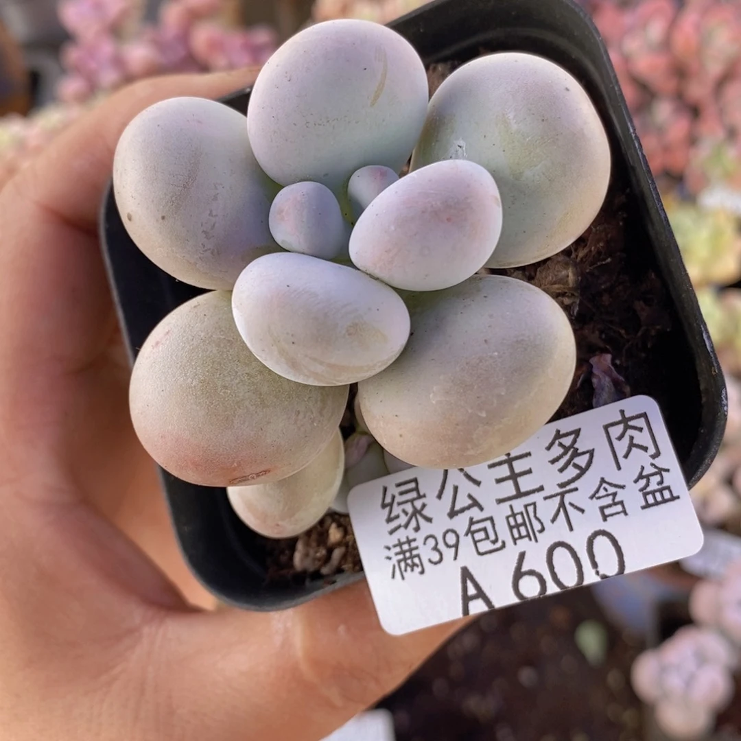 芭比奶洛5cm600多肉植物