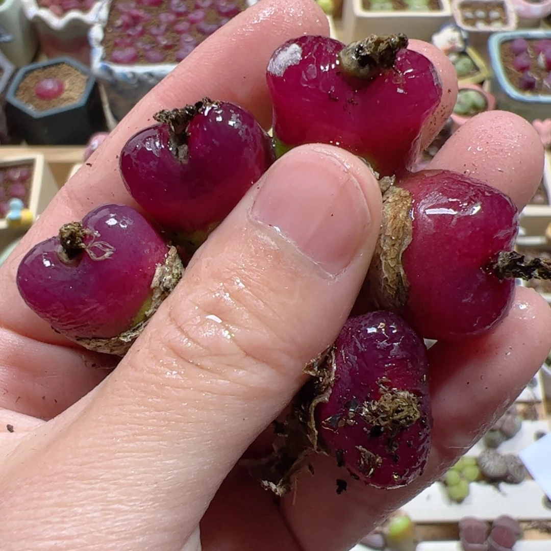 【闪购商品】344 车厘子