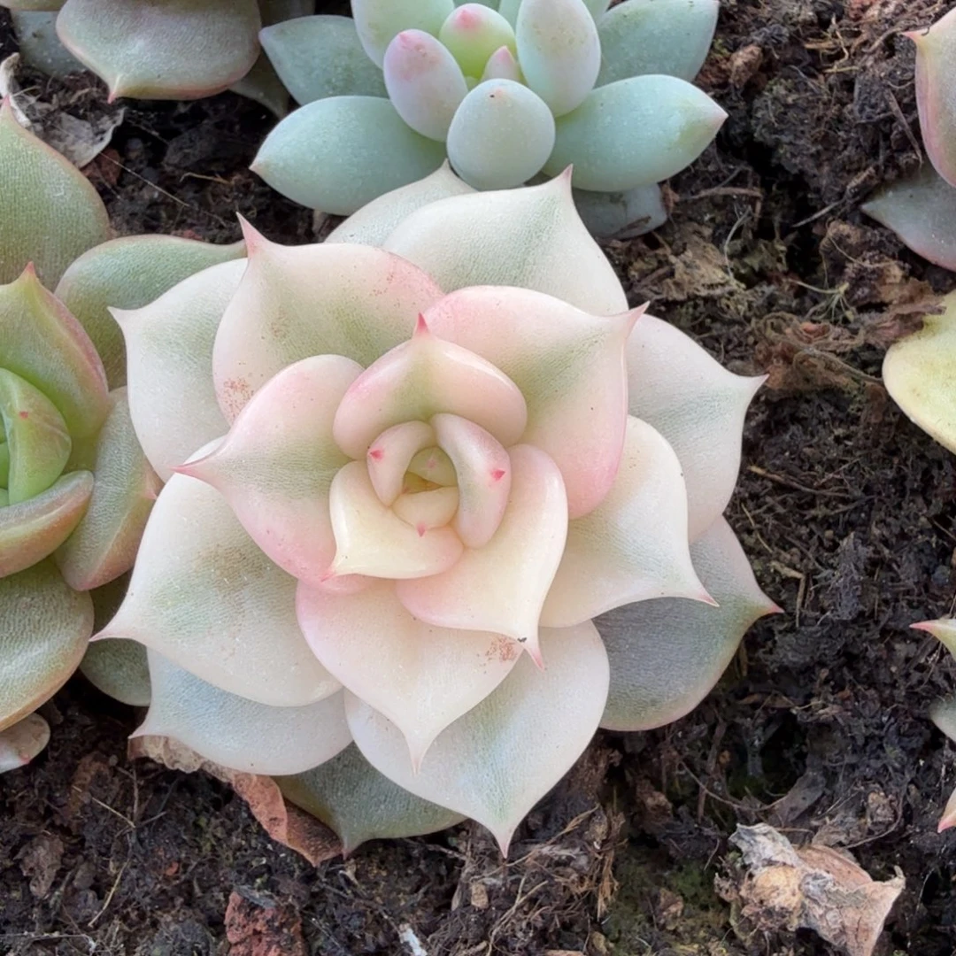 贝加尔湖锦锦上园艺一物一拍