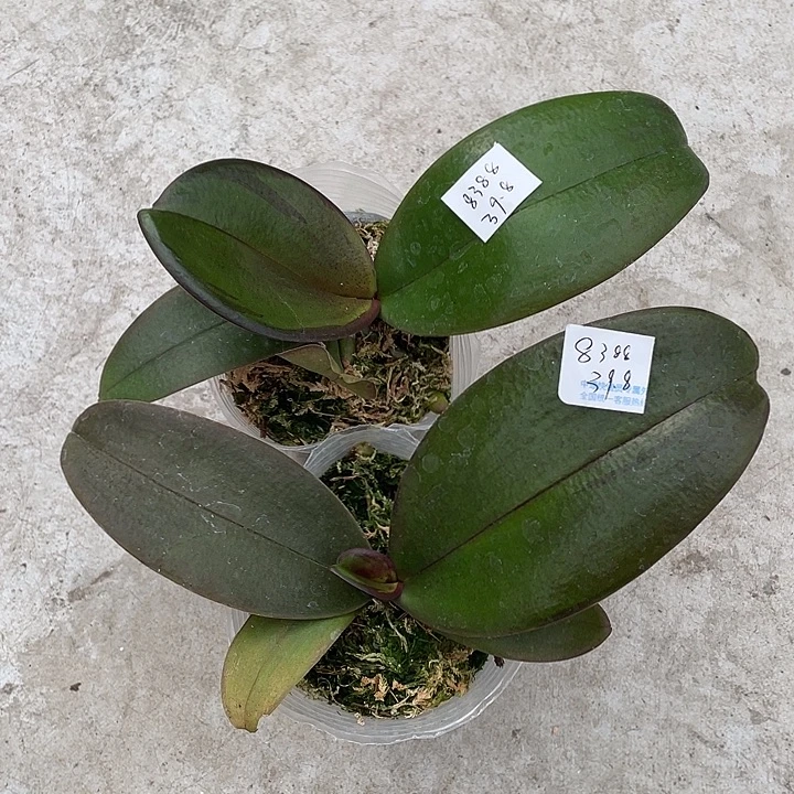 伊***阳完全开放哈根达斯2.8寸带闪边2颗根一般不售后