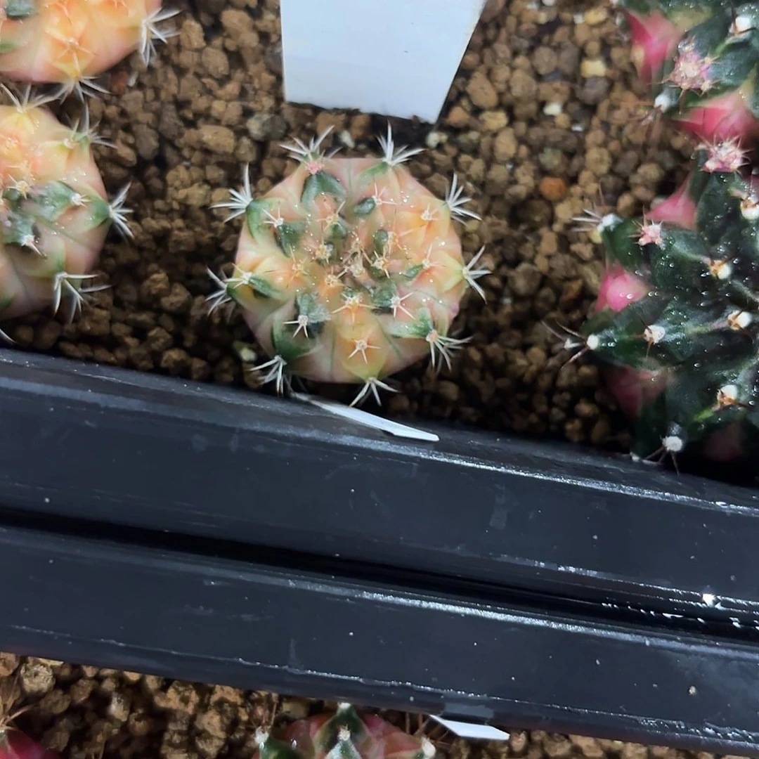 149-0723泰国发货多肉