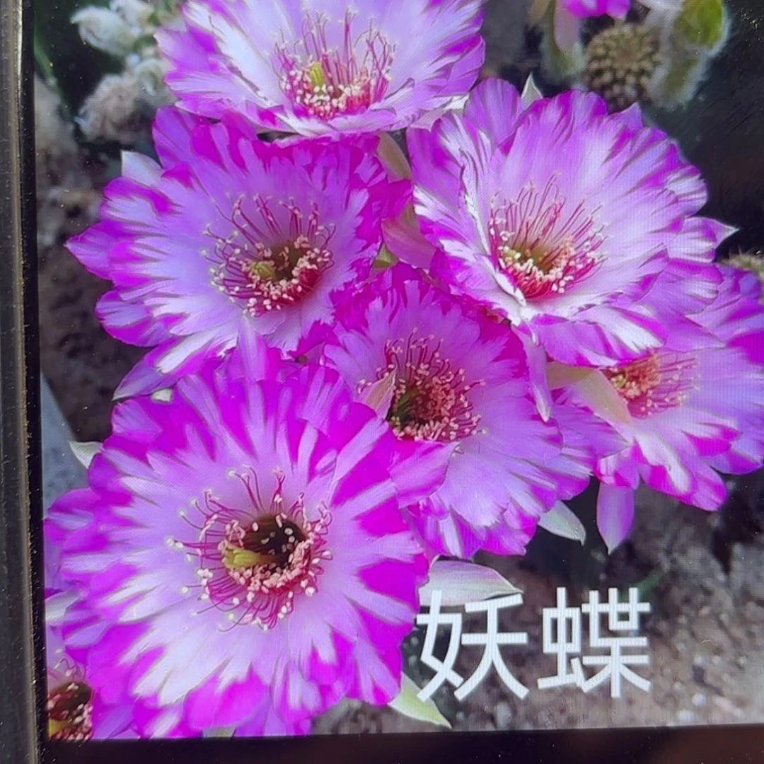 妖蝶丽花侧牙20包邮39