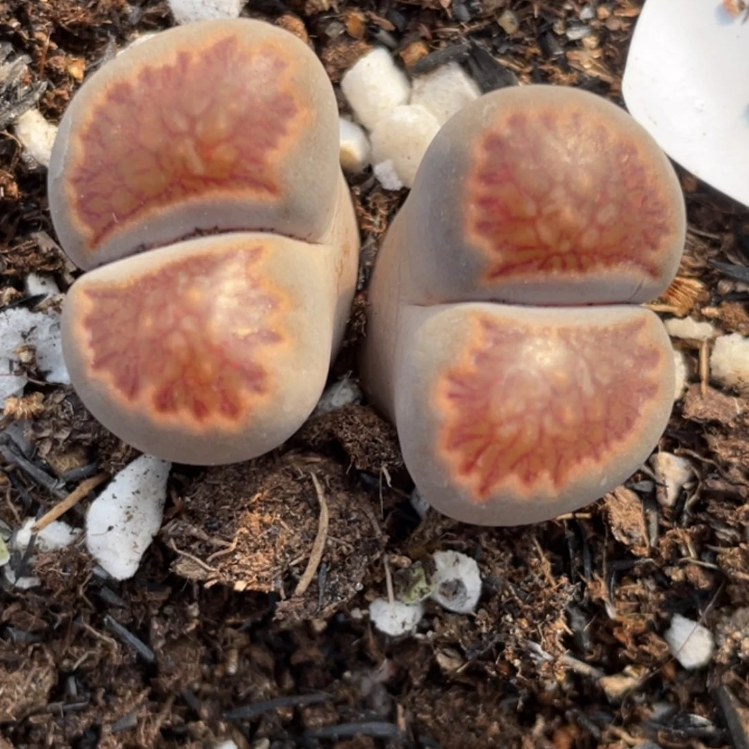 非偏远满20包邮669