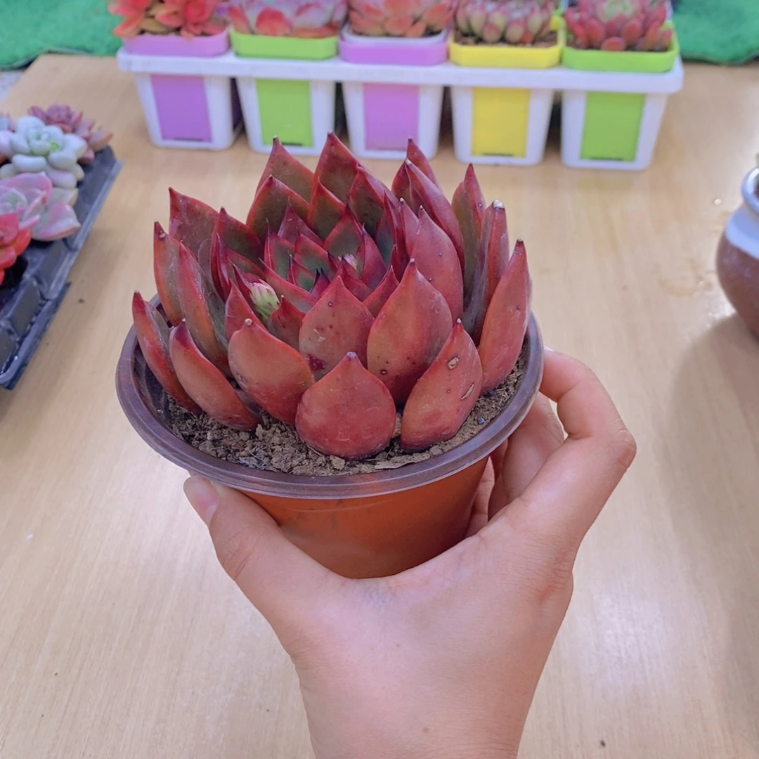无花朵多肉植物 野马东云90