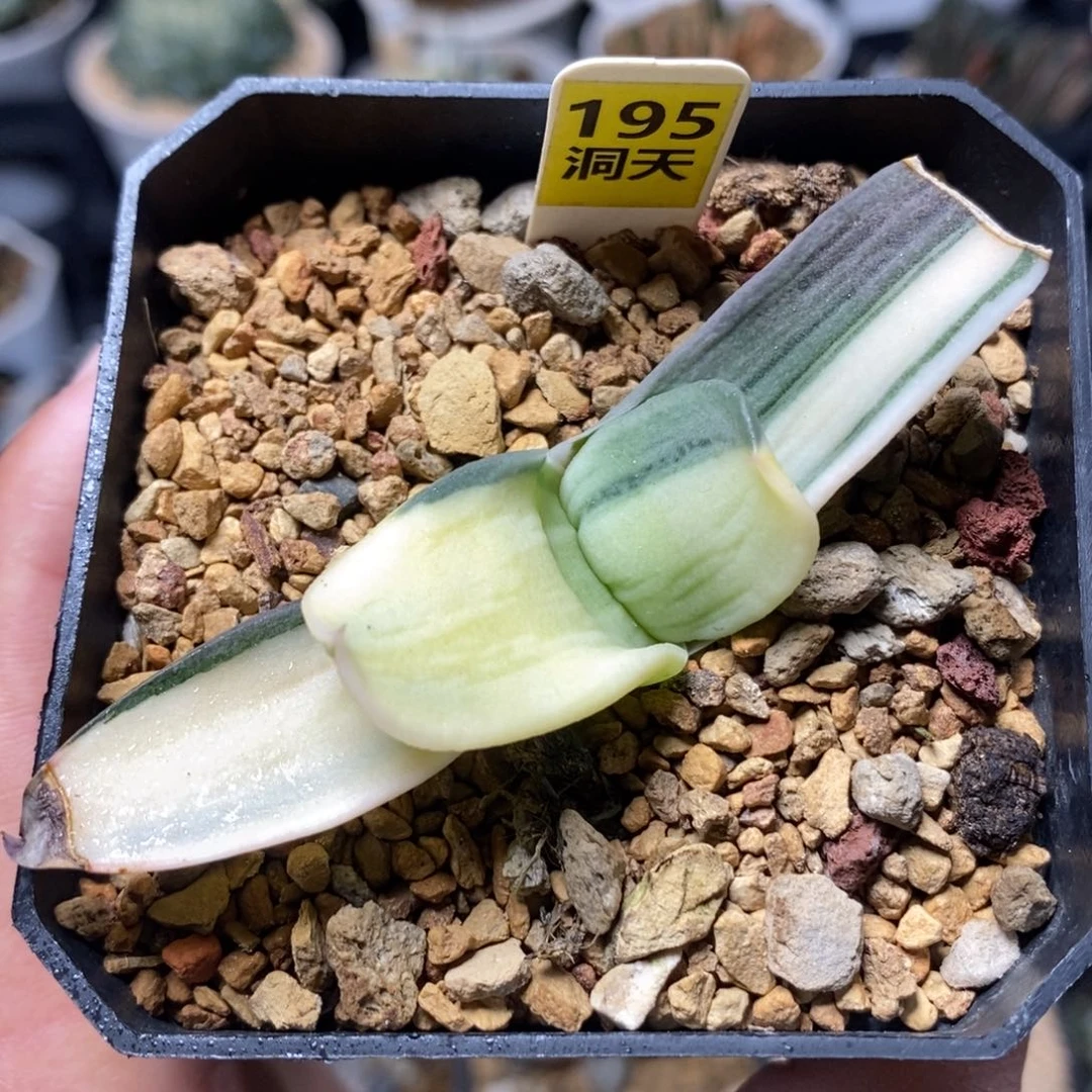 195卧牛锦一物一拍