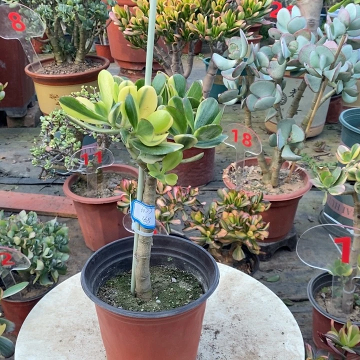 老花月锦一物一拍