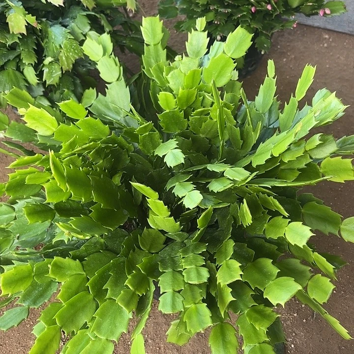7****当前无花栽培后可以开花
