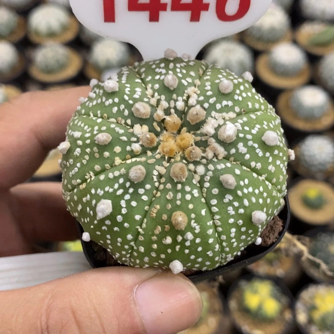 1446花园兜福利多多