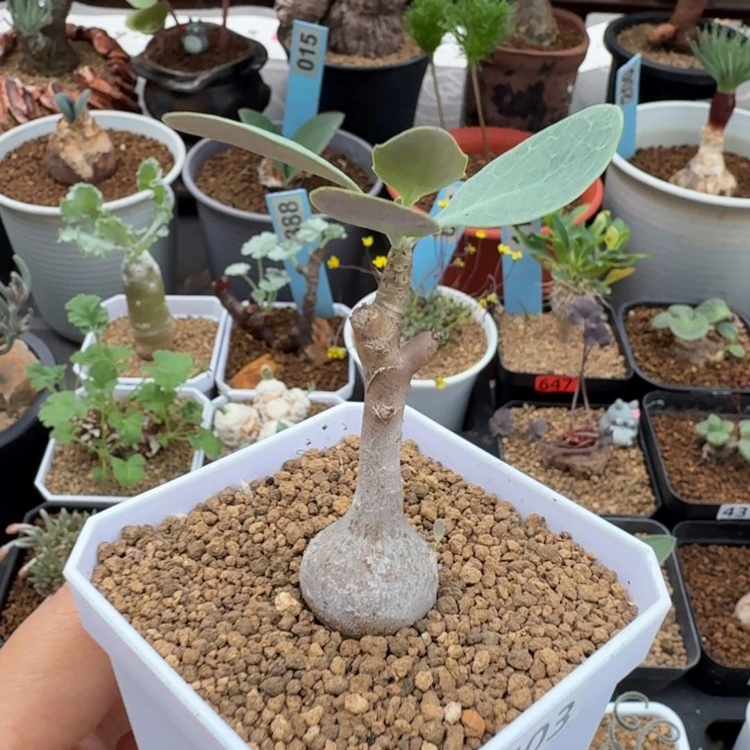 美尻厚墩菊403 仙人球