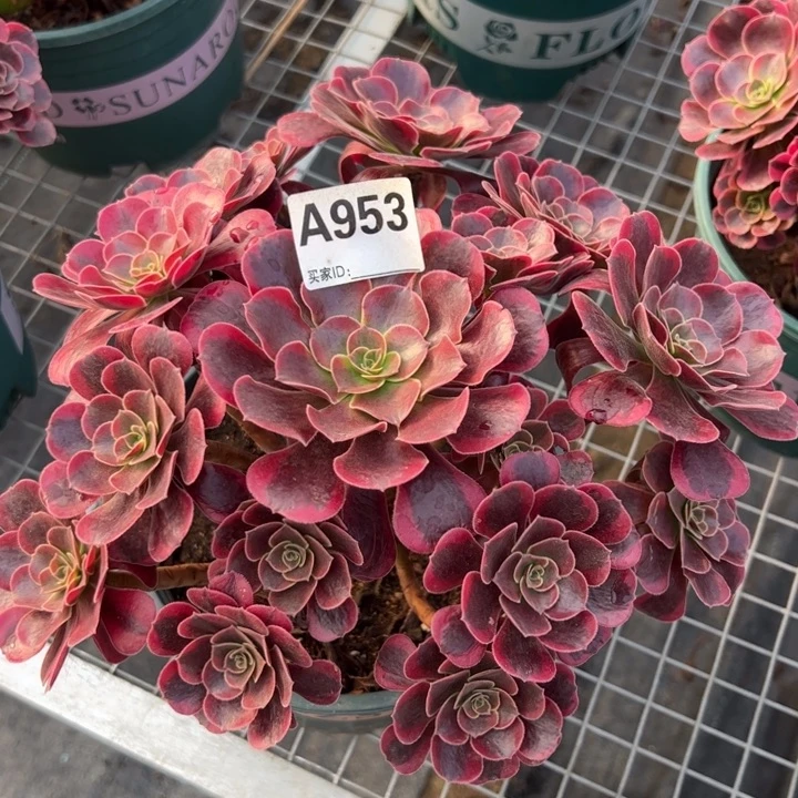 953凤冠25厘米左右