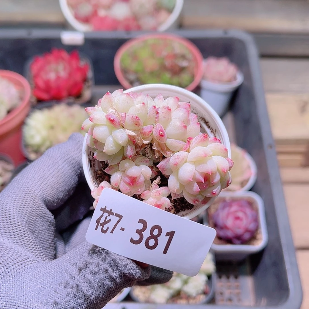 花07-381新品群生