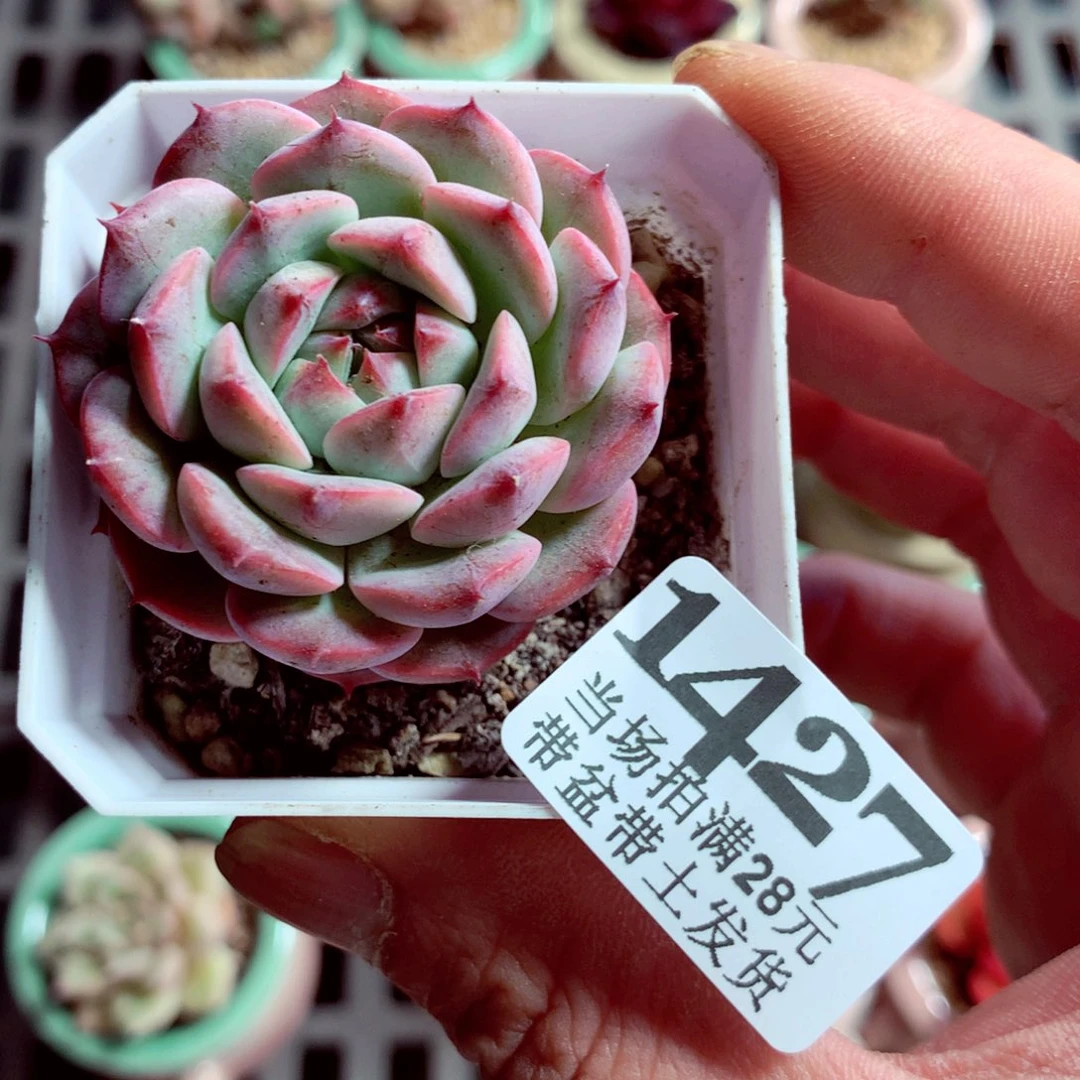 5厘米盆精控多肉1427