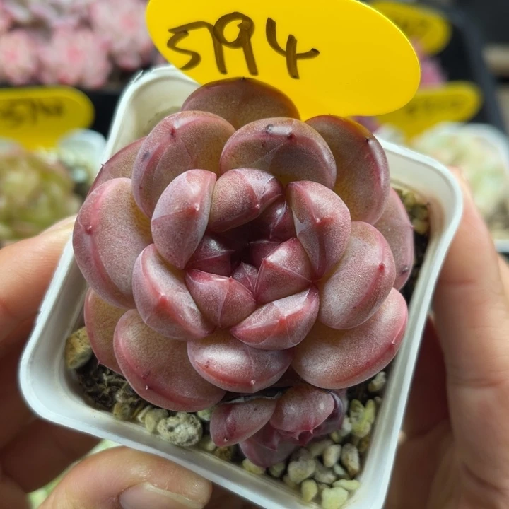 夜明珠珍妮5794可拍