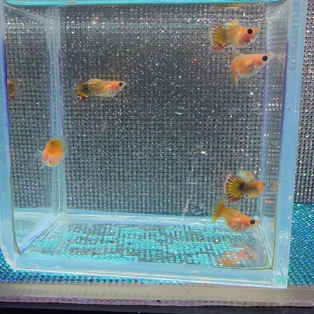孔雀鱼玻璃猫球三对