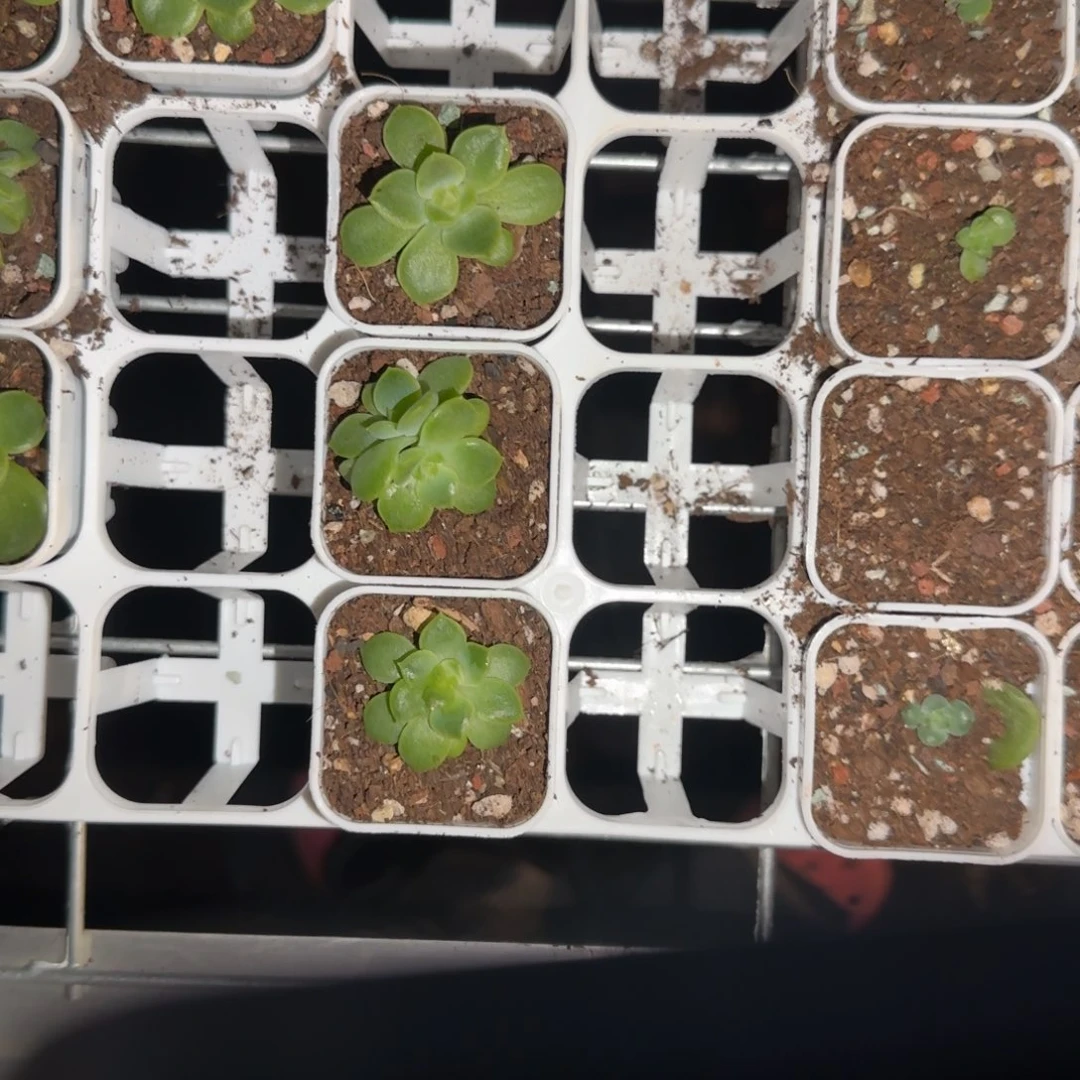 帝王绿 中盆3床一个满25包邮