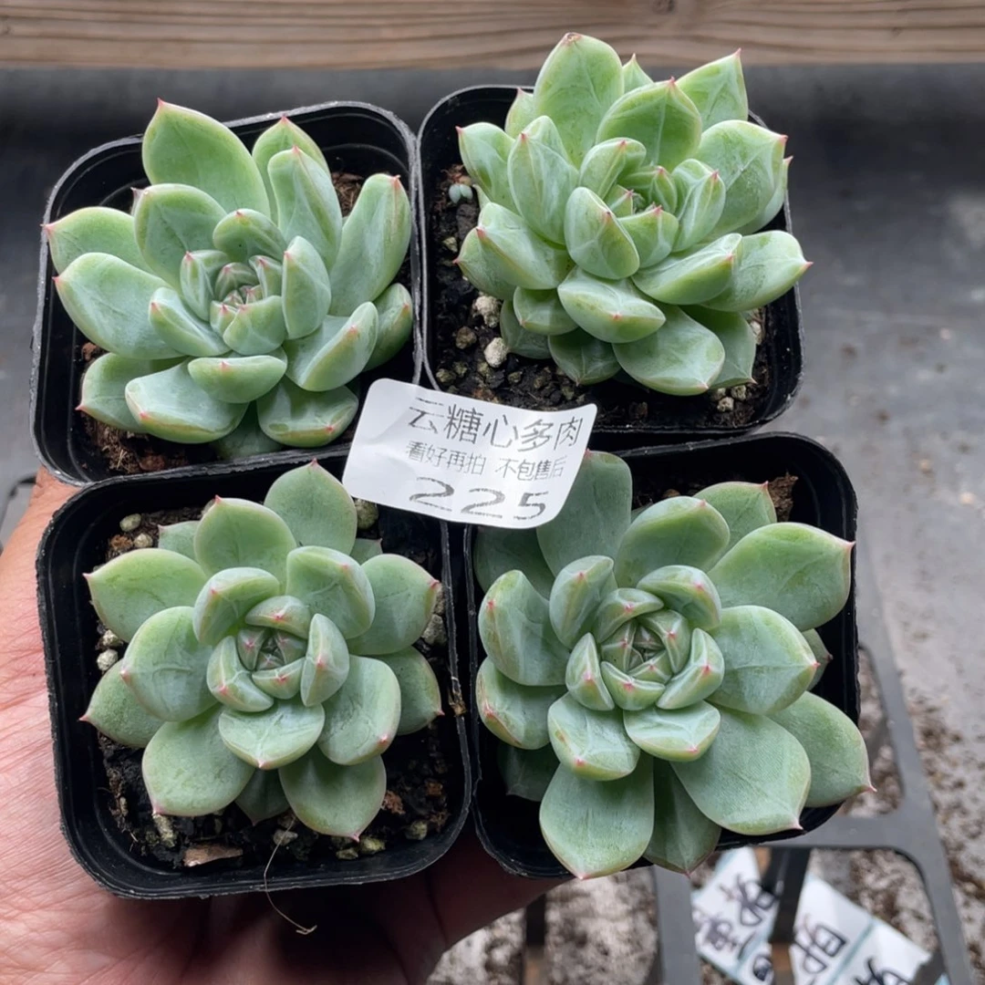 云糖心多肉植物225