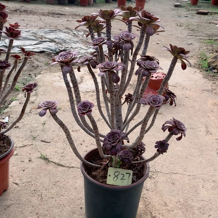 827晚霞多肉一物一拍～