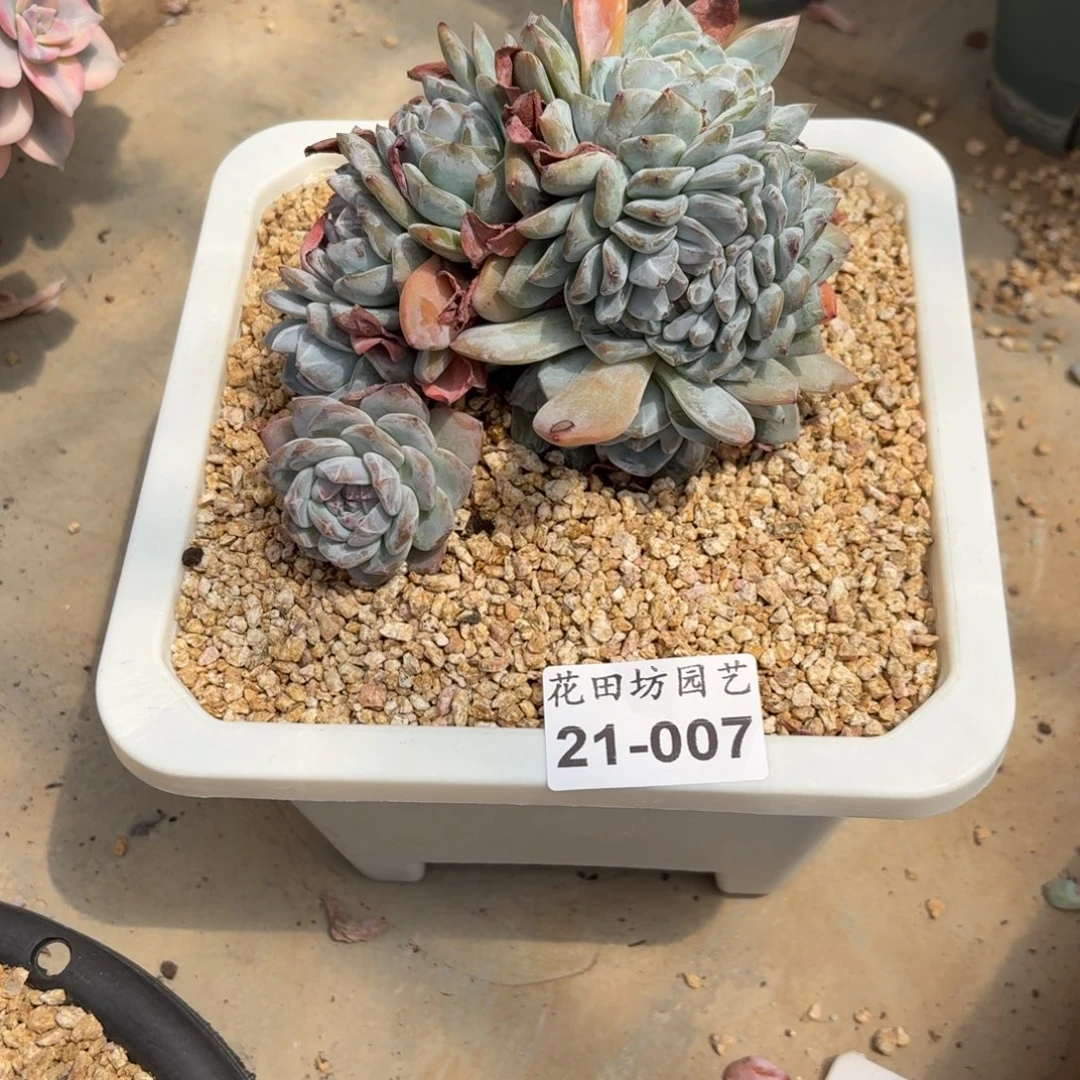 叶***j21.007突尼斯缀化