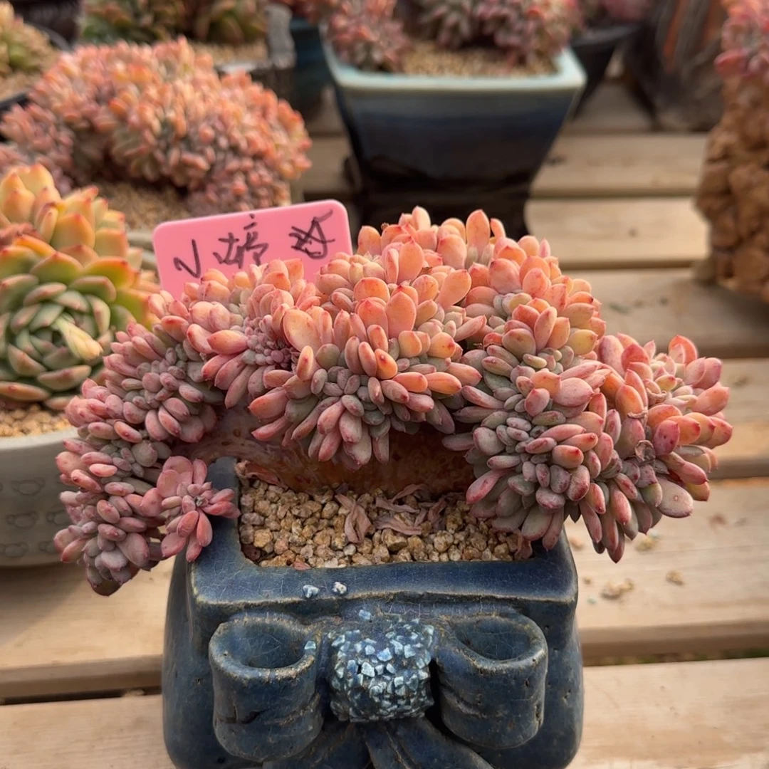 玛瑙缀化五十包邮