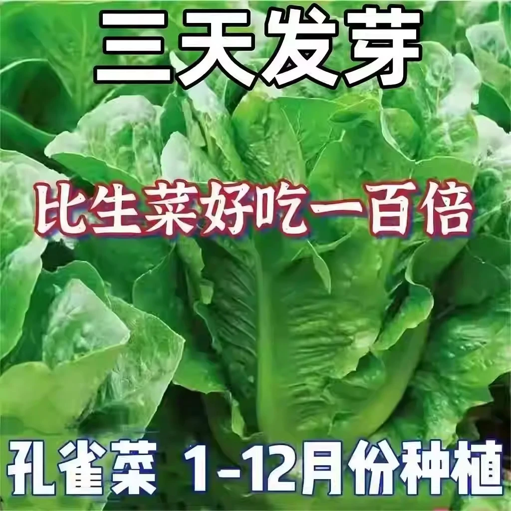 供销[全店5件包邮]孔雀菜种子生吃脆甜营养四季直立生菜种子盆栽