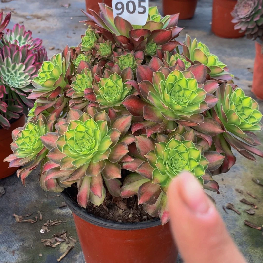 【闪购商品】木*905韶华