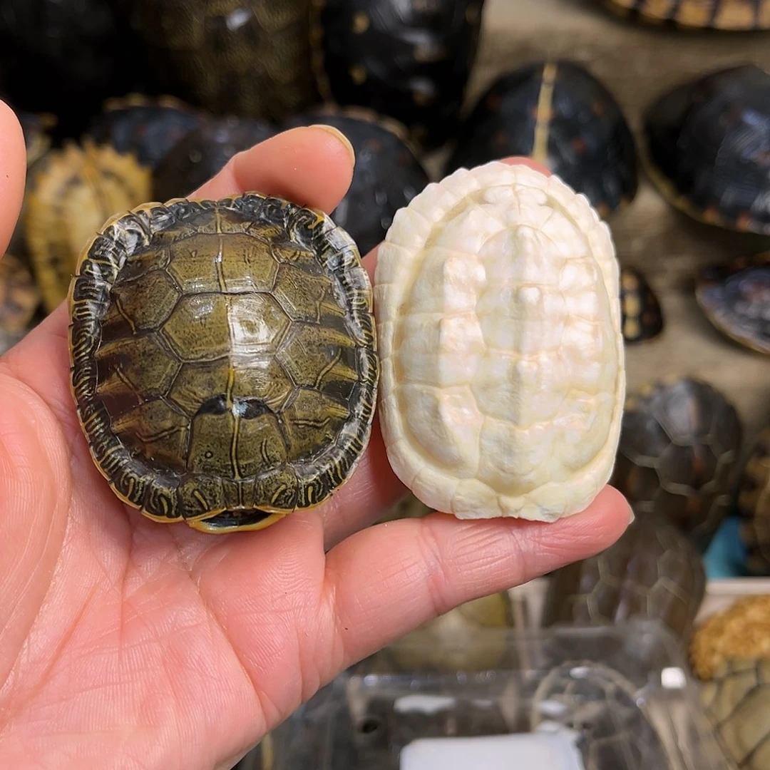 新骨瓷踏****霄精品龟壳手把件