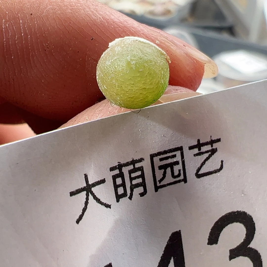 一物一拍。          443