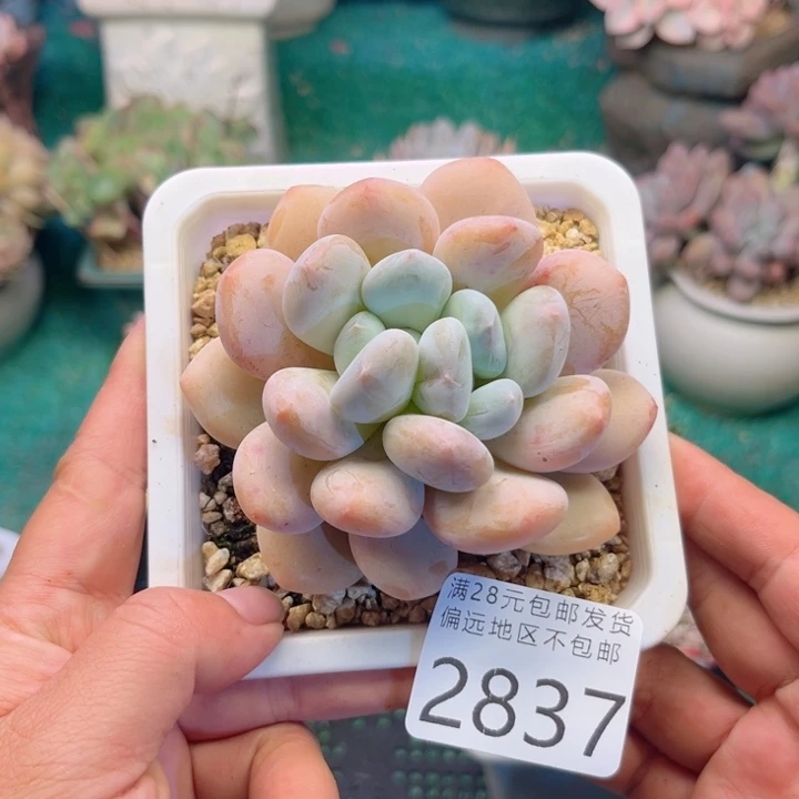 大2837:，zvzvxgggbb