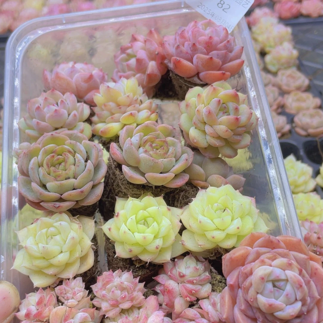 开心快乐幸福082