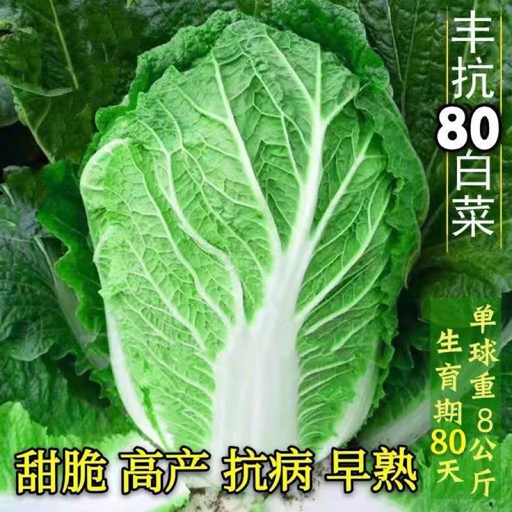 【丰抗80白菜种子】包心大白菜种籽高产抗病无筋耐高低温蔬菜种子