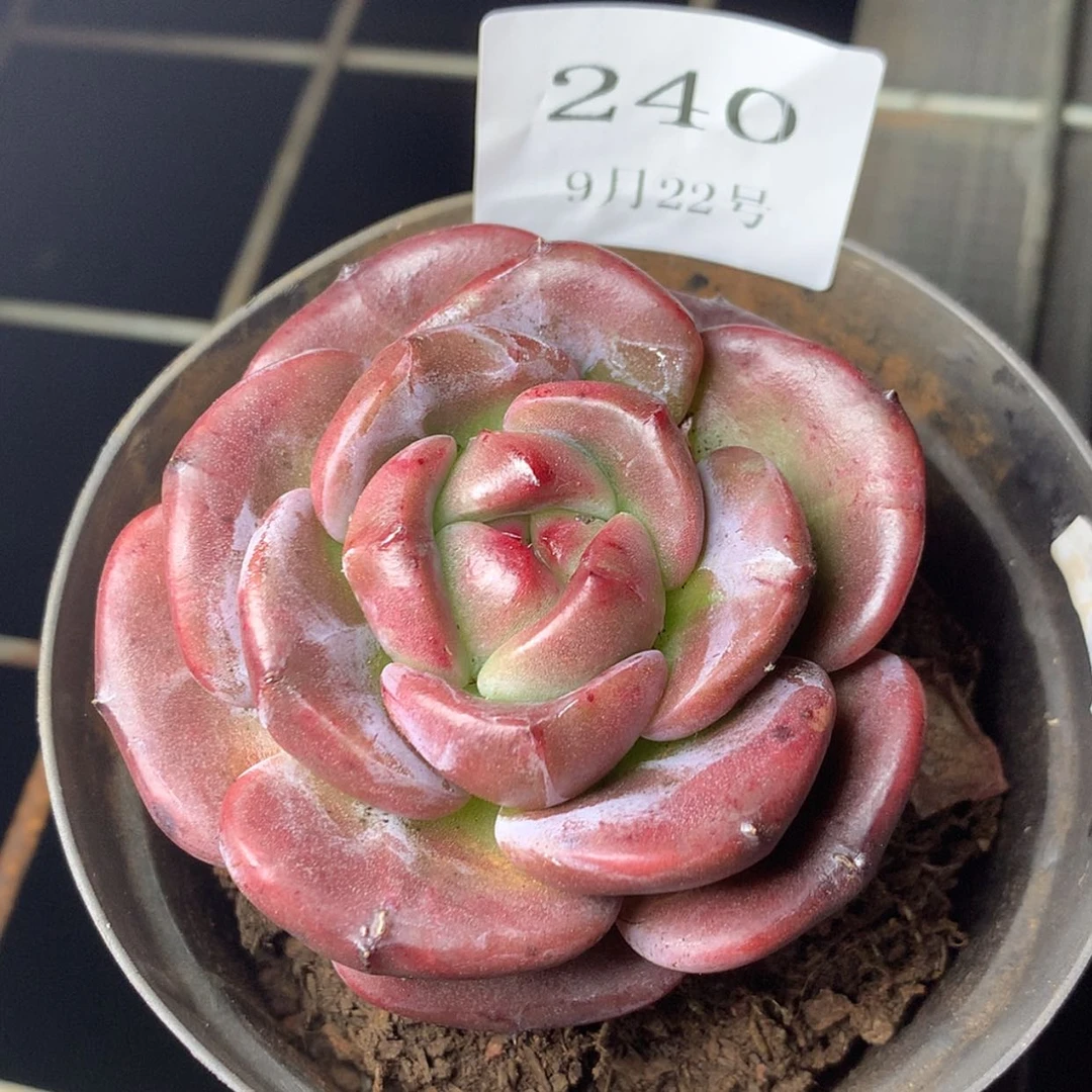 【闪购商品】云240号