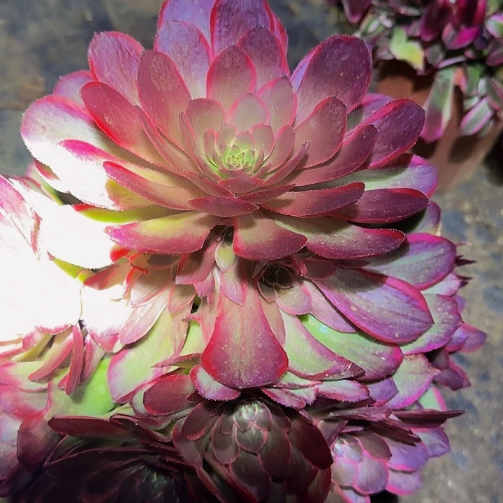 新品种粉花妖捧花亏本福利