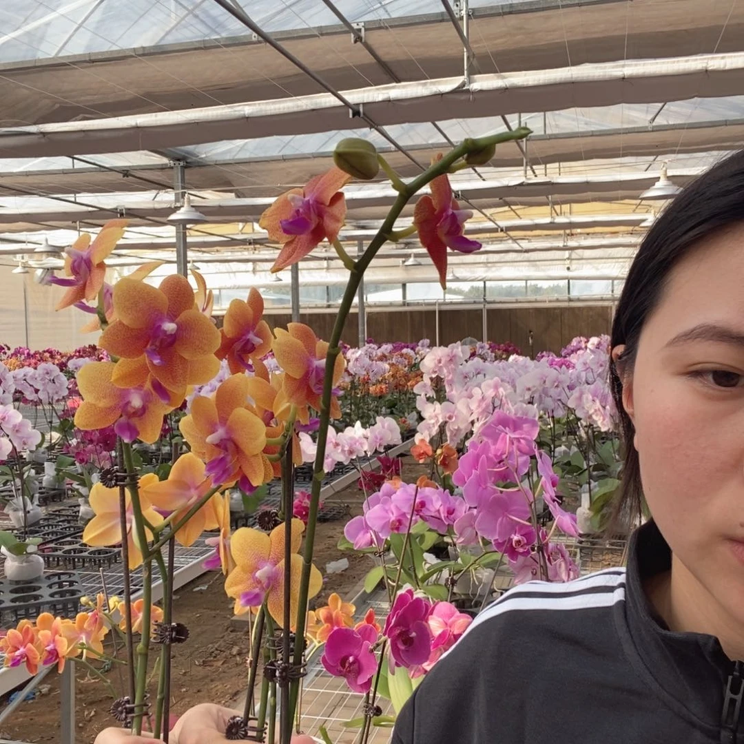 余***天完全开放一颗9.9福利款香恋博格丽