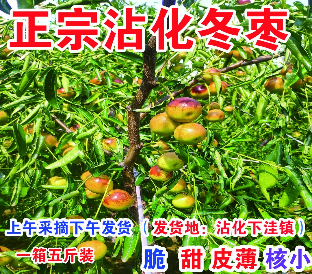 正宗沾化冬枣一代二代