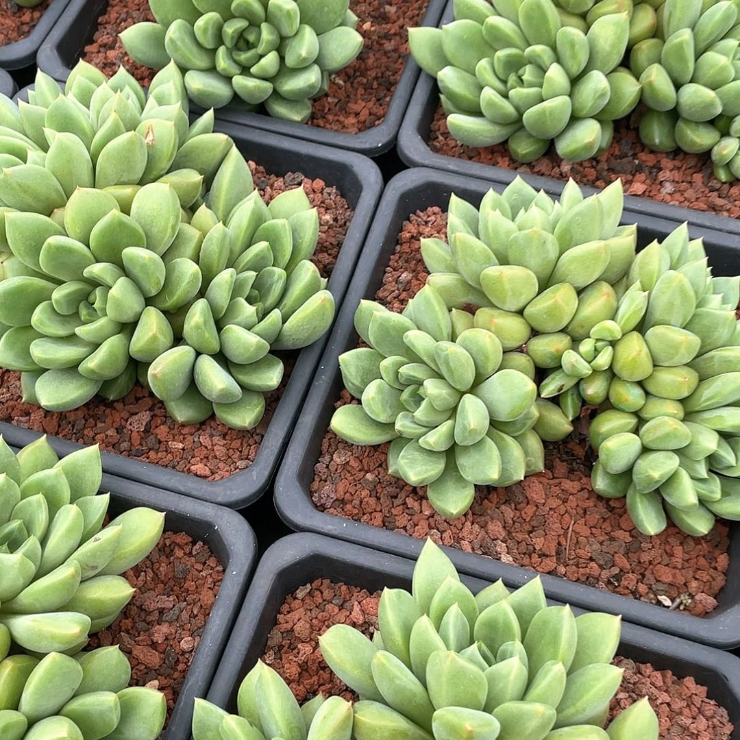 红象牙朵朵缀16厘米可挑