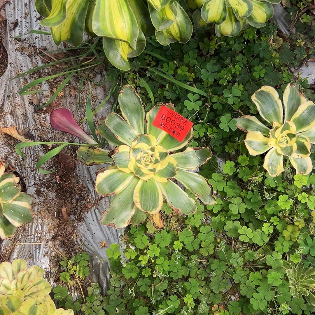 君美丽锦、多肉植物039