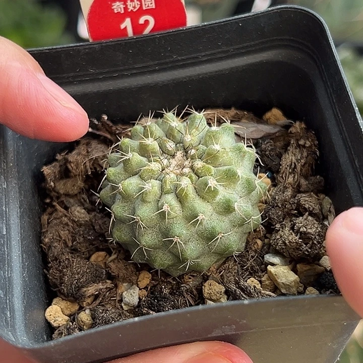 实生上蜡松风玉3.2cm