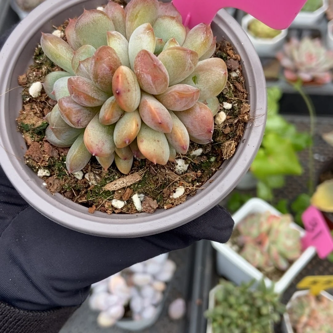 811红恋多肉植物多肉