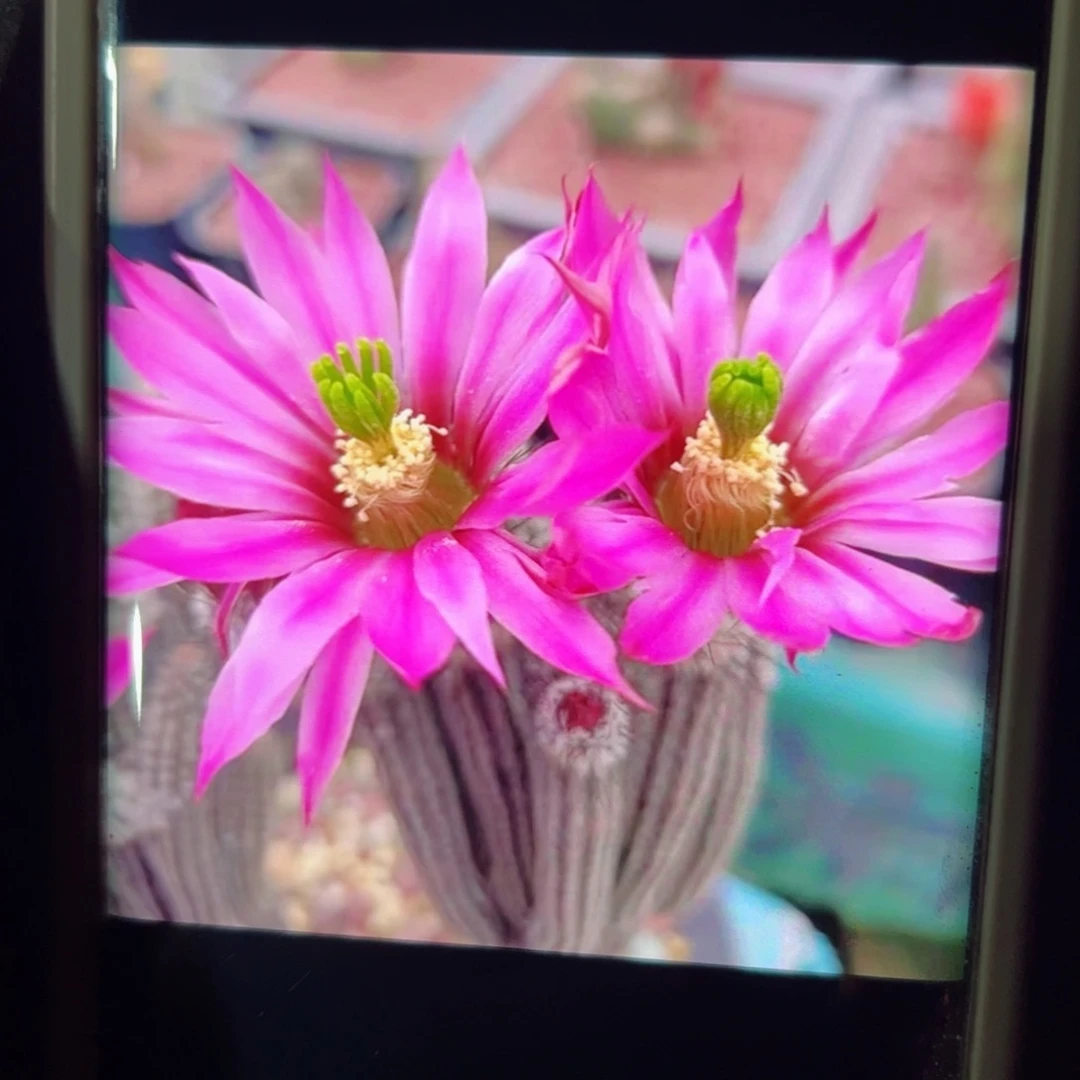 下1银妞根10个枝条以上脱土发货20包邮