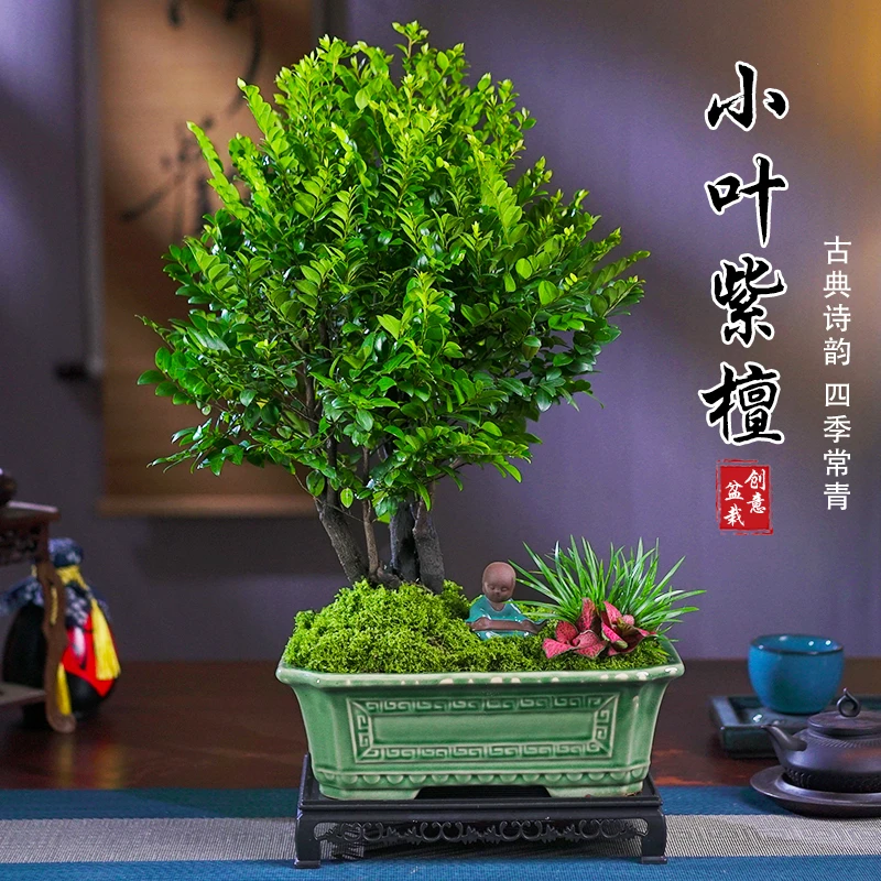 小叶紫檀黑骨茶盆景植物老桩盆栽办公室内花卉绿植好养活四季常青