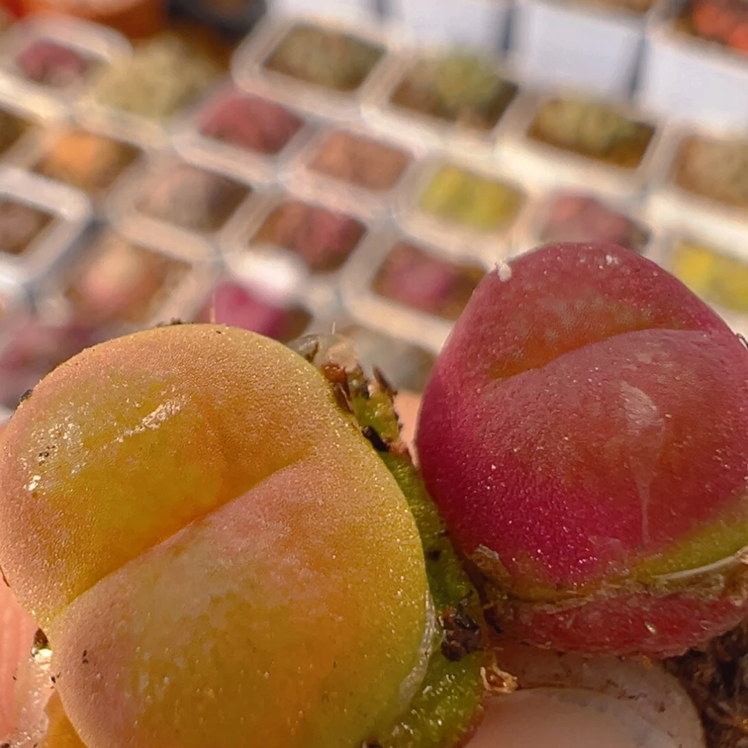 茳**姐53多肉植物百科知识