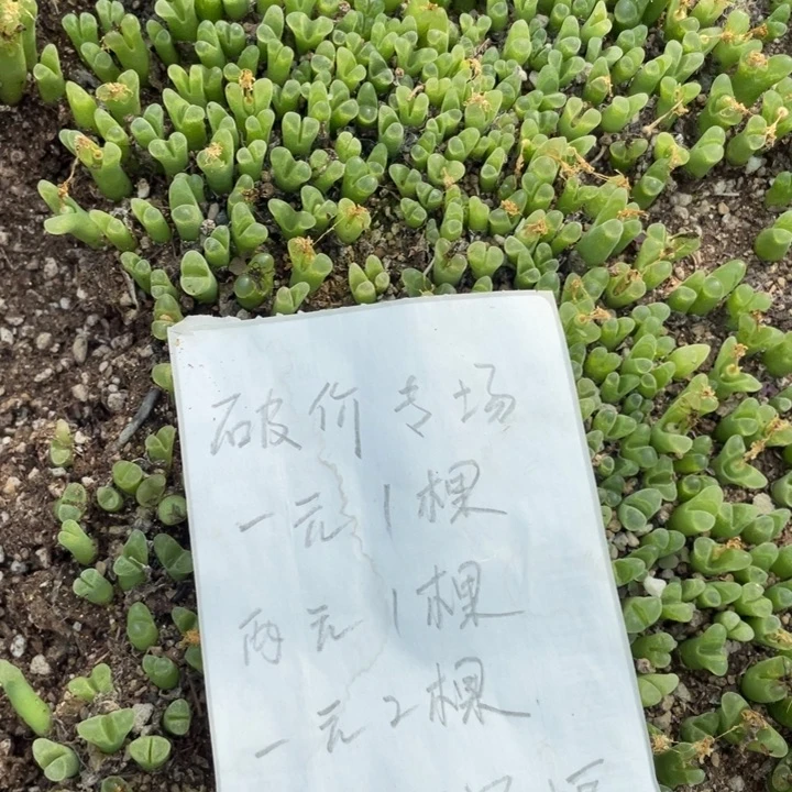 母本冰风铃20颗满18元包邮