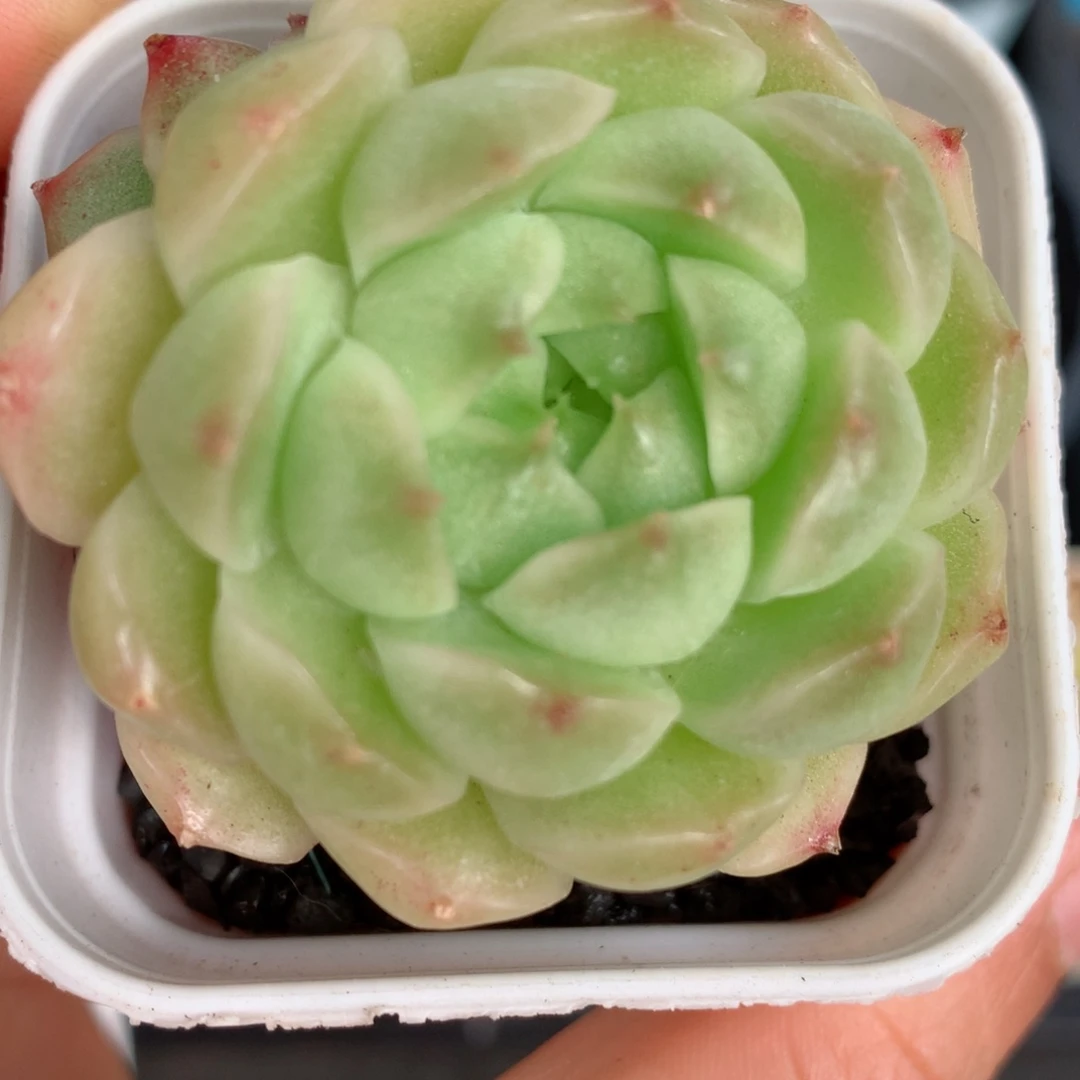 85麦秆58包邮  群生不包整