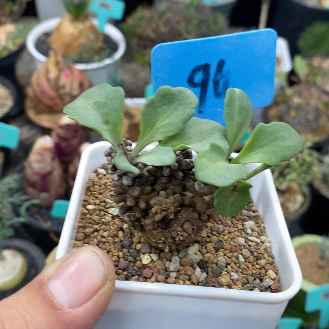 产地装甲厚炖菊多肉植物