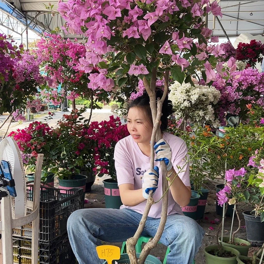 淡***雅大部分花苞少量开放H75赛佛里